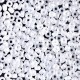 Miyuki rocailles Perlen 8/0 - Matted crystal ab 8-131FR
